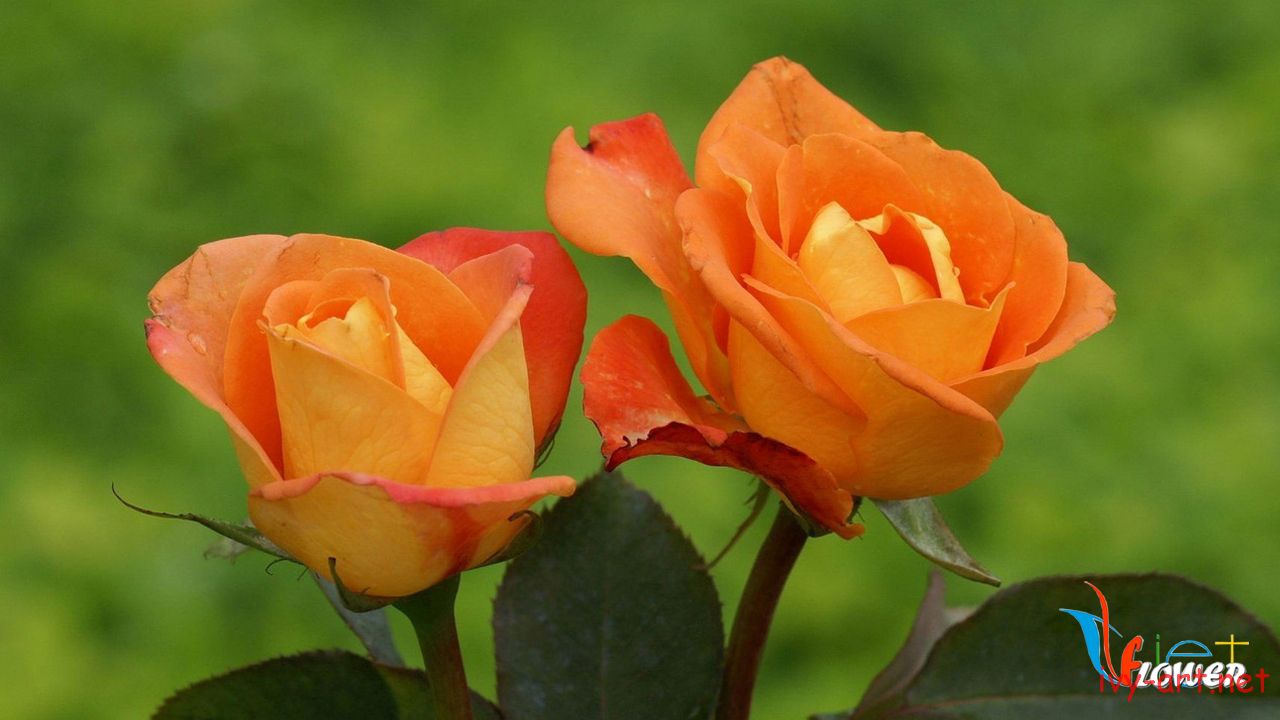 Hoa hồng màu cam