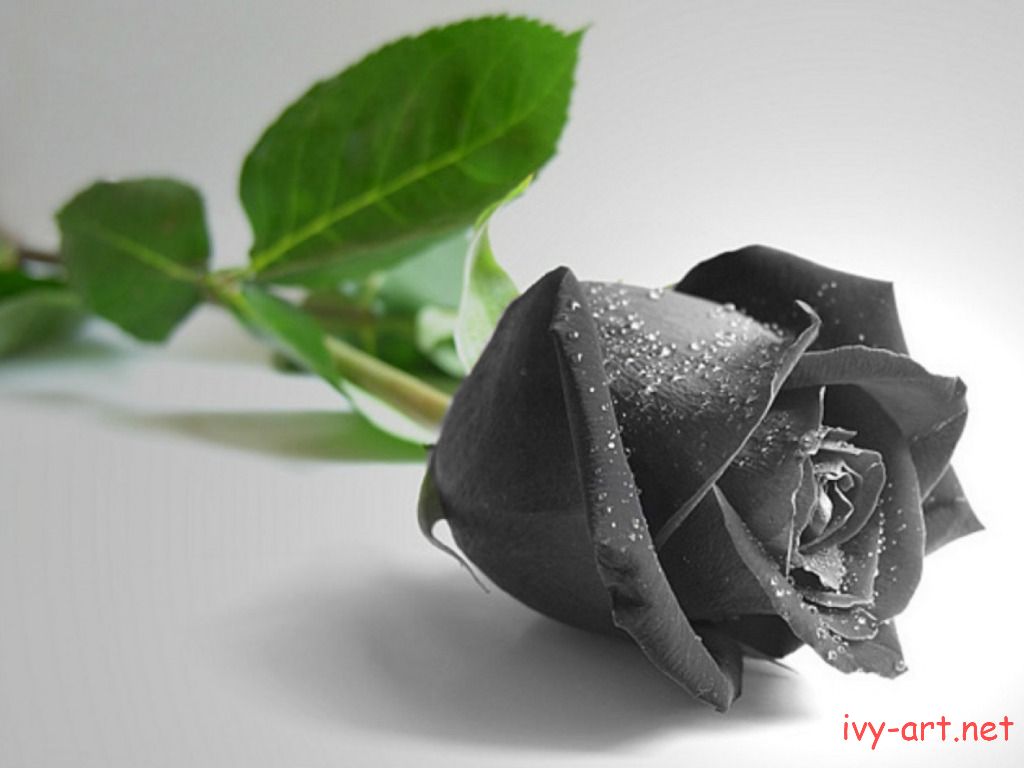 Ý nghĩa của hoa hồng đen