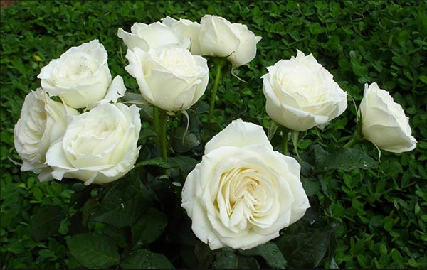 Ý nghĩa của hoa hồng màu trắng