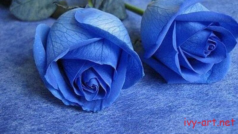 Ý nghĩa của hoa hồng màu xanh dương