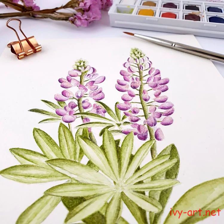 Vẽ hoa Lavender bằng màu nước