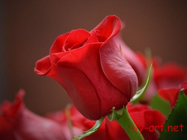 Ý nghĩa của hoa hồng đỏ