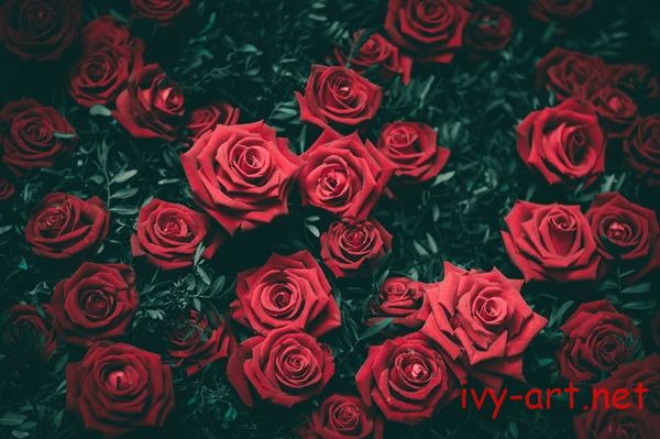 Ý nghĩa của hoa hồng màu đỏ thẫm