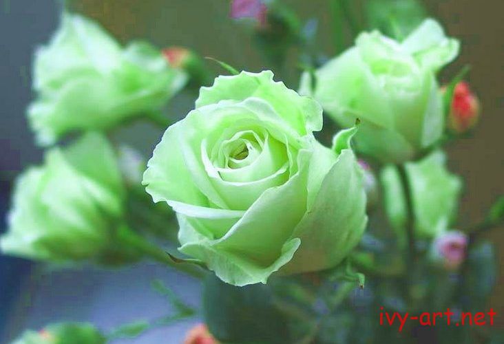 ý nghĩa của hoa hồng màu xanh lá