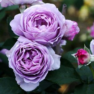 ý nghĩa của hoa hồng tím oải hương