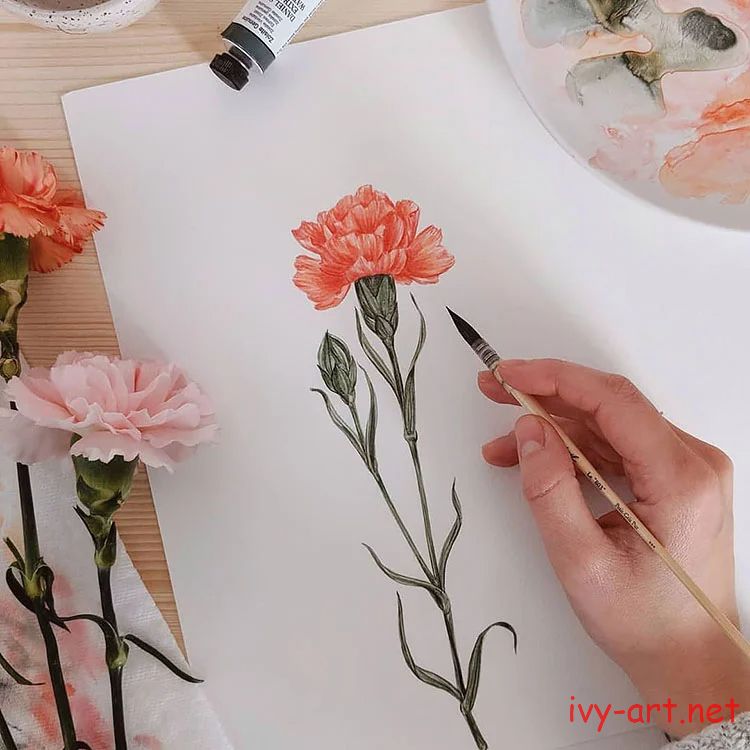 Vẽ hoa cẩm chướng bằng màu nước