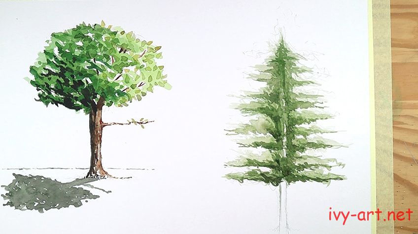 Vẽ thân cây thông