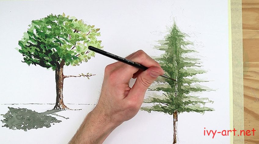 Vẽ thân cây thông