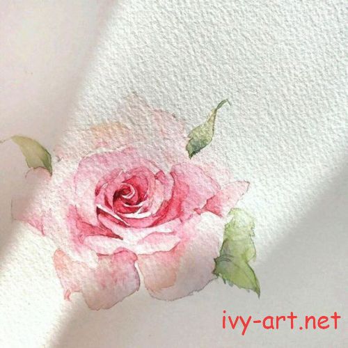 Ý tưởng vẽ hoa hồng bằng màu nước đẹp mà đơn giản